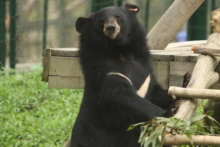 Bear rescued by Animals Asia