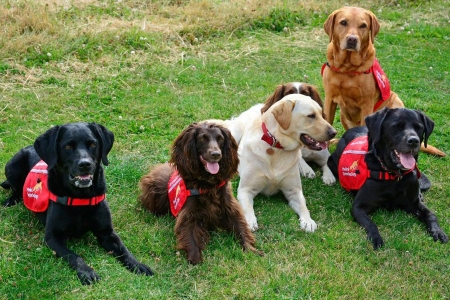Medical-detection-dogs-group-shot